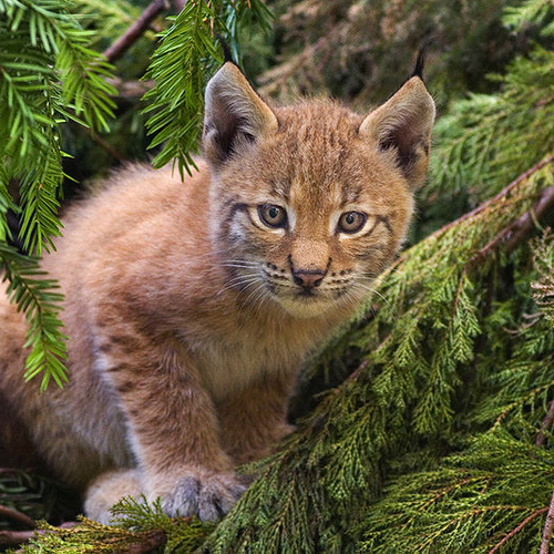 Aantal Iberische lynxen bijna verdriedubbeld