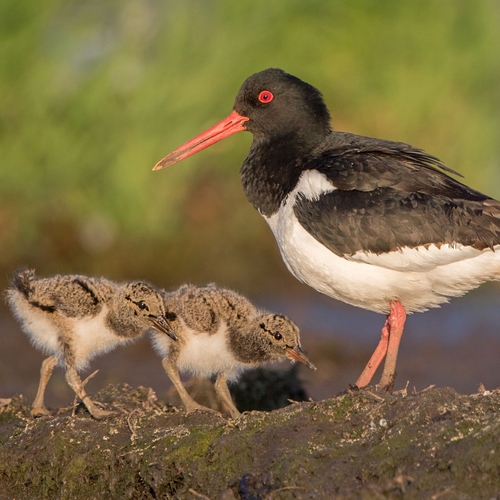 Scholekster is steeds meer stadsvogel