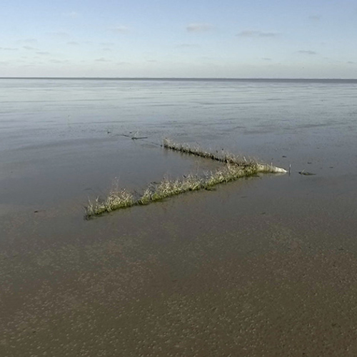 Vissen tellen met de takkenfuik