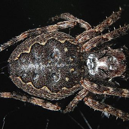 Platte wielwebspin is spin van het jaar