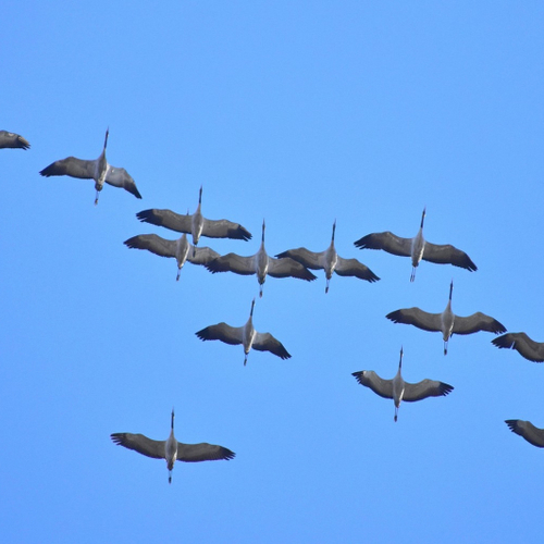 Afbeelding van Grootse kraanvogeltrek verwacht dankzij voorjaarstemperaturen