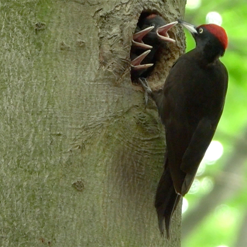 Voedertijd! | Compilatie Zelf Geschoten