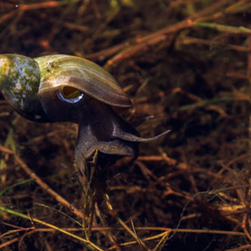 Gewone poelslak ademt met snorkel
