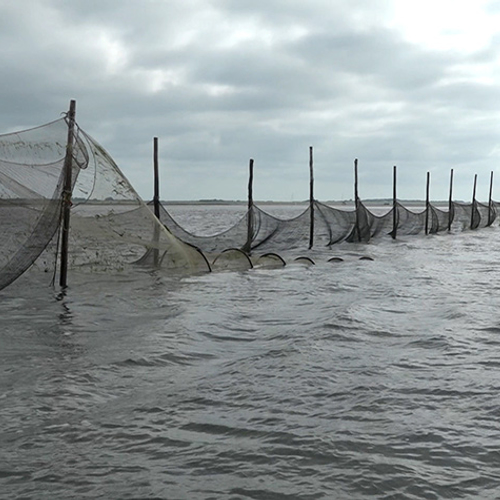 Vissen voor de wetenschap