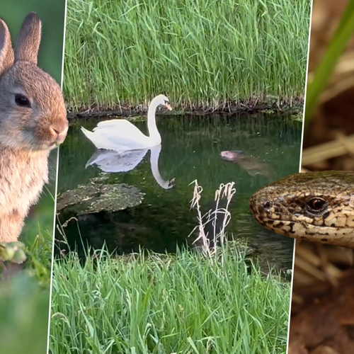 Afbeelding van Knobbelzwaan vs. bever, pseudoschorpioen en konijn