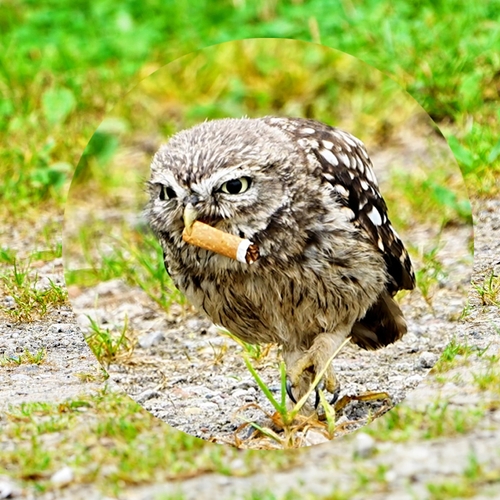 Steenuil met peuk in de snavel