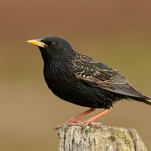 Spreeuw kampioen imiteren van Star Wars robot R2-D2