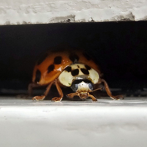 Vele vliegende lieveheersbeestjes