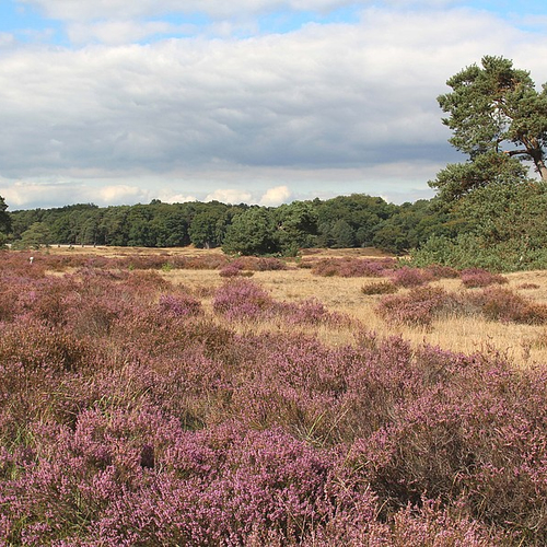 Hoge Veluwe treedt op tegen onverantwoordelijke fotografen