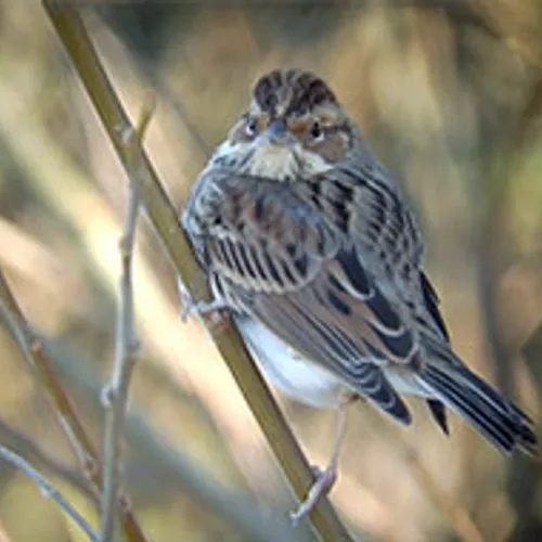 Dwerggors in close-up