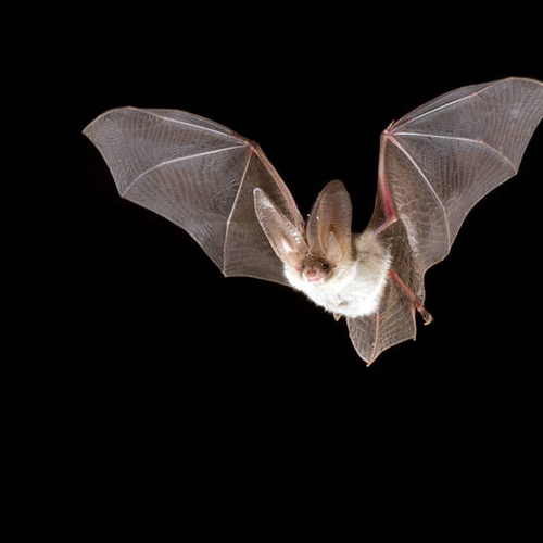 Hoe een vleermuis een kikker vangt