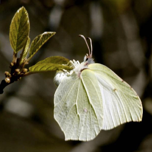 Lok een citroenvlinder naar je tuin