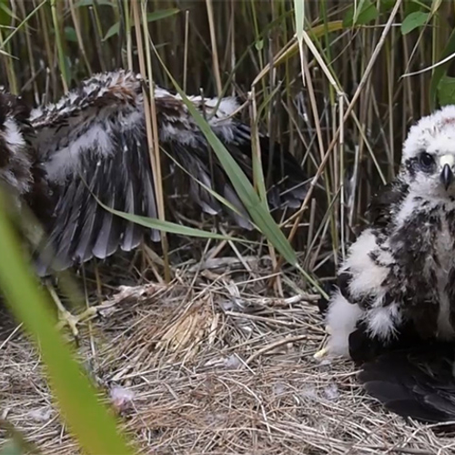 Kuikens tussen jungle van riet