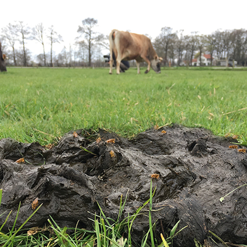 Gif in mest bedreigt insecten en weidevogels