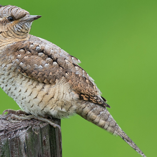 Nieuwe Vogelatlas van Nederland