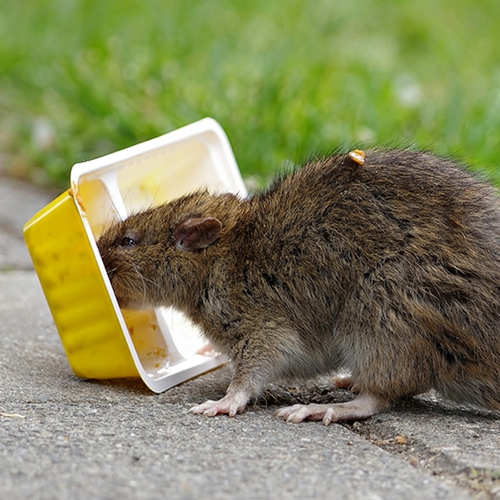 Chinees nieuwjaar draait dit jaar om de rat