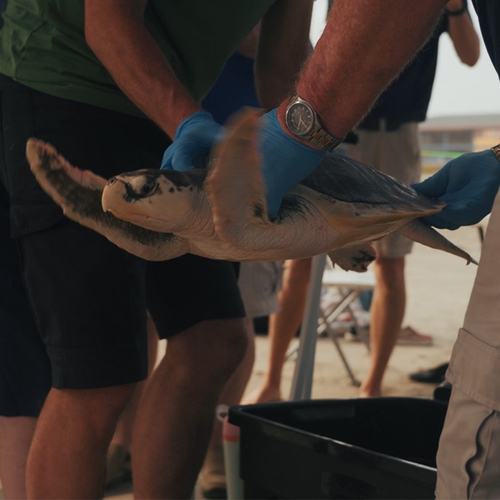 Afbeelding van Opgevangen Kemps Ridley zeeschildpad weer uitgezet in Golf van Mexico