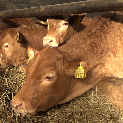 Boeren op natte grond