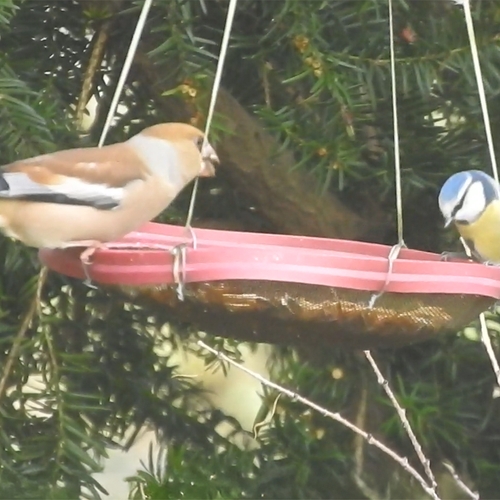 Afbeelding van Appelvink moet vogelvoer delen