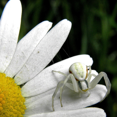 Gele of witte kameleonspin