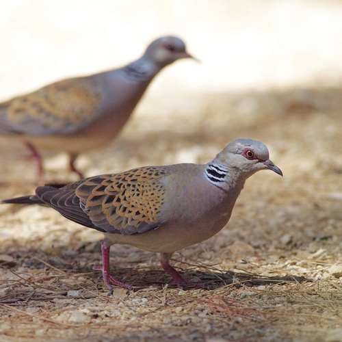 Boerenlandvogels fors teruggelopen sinds 1960