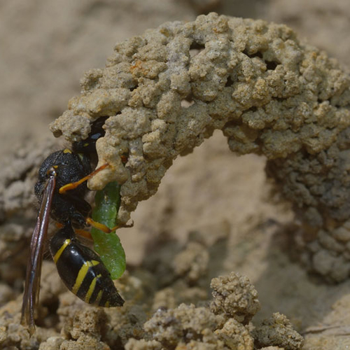 Wesp brengt 'cadeautjes' via schoorsteen