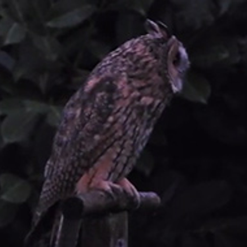 Ransuil in de schemering