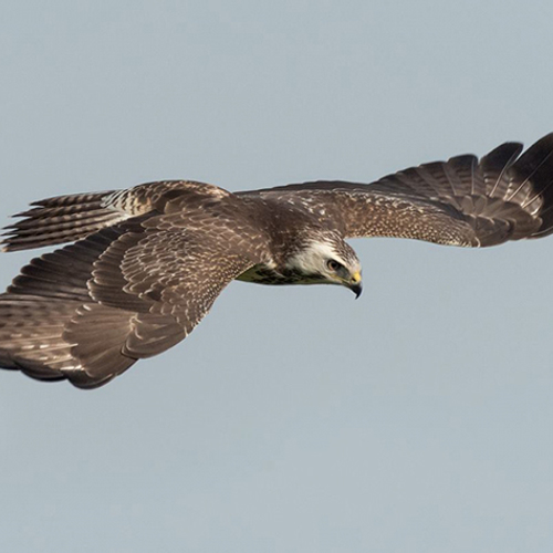 1.200 roofvogels illegaal gedood of gevangen