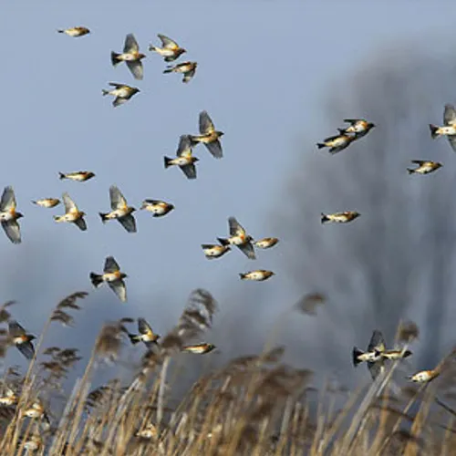 Afbeelding van Half miljoen trekvogels geteld in Nederland bij Euro Birdwatch