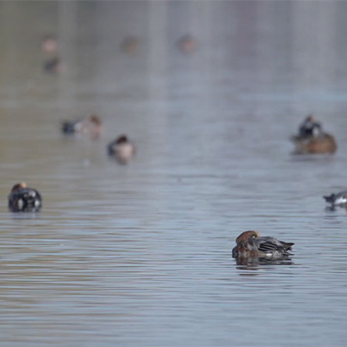 Veel watervogels op Ouderkerkerplas