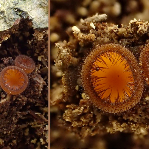 Paddenstoelen zoeken tijdens Cristella weekend