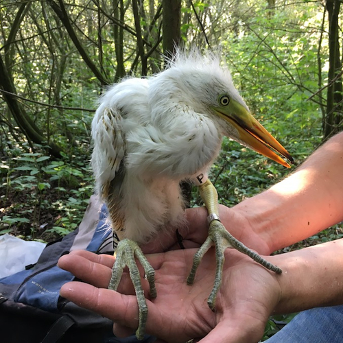 Wat weten we van de grote zilverreiger?