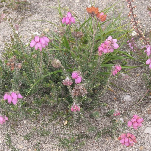 Fenolijn 035-6711338