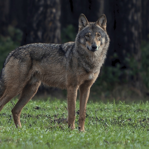 Politie onderzoekt dood van wolf in Gelderse Harskamp