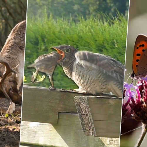 Heggenmussen voeren koekoek, notenkraker en kleine vuurvlinder