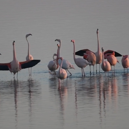 Baltsende flamingo's | Zelf Geschoten