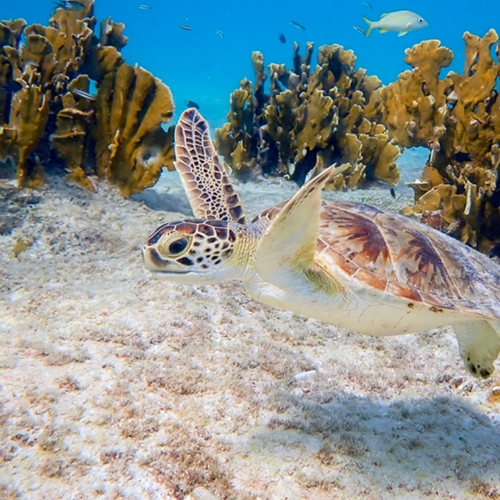 Nieuwe regels om kwetsbare natuur op Bonaire te beschermen