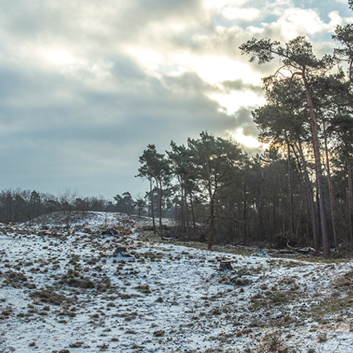 Maasduinen: uniek rivierduinlandschap in Noord-Limburg