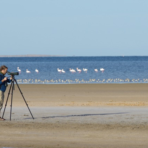 Vogels tellen in Mauritanië