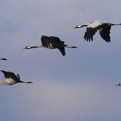 De geluiden van de vogeltrek