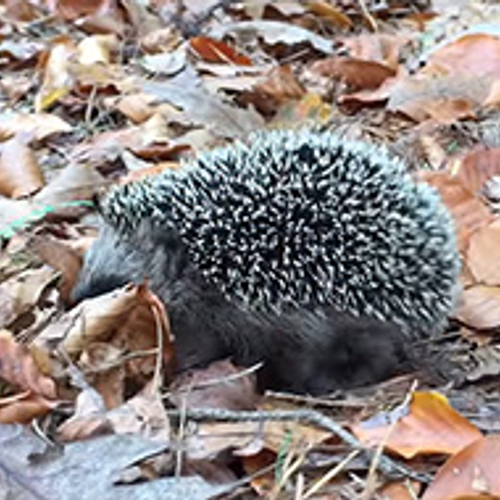 Egel tussen de bladeren