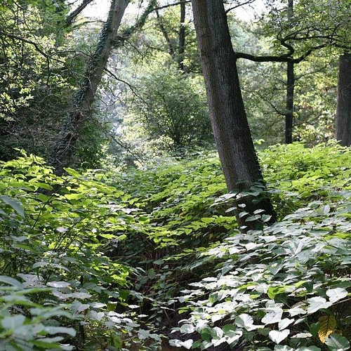 Deltaplan voor aanpak exoten