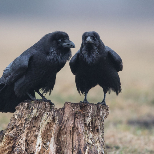 Fenolijn 23 november 2025