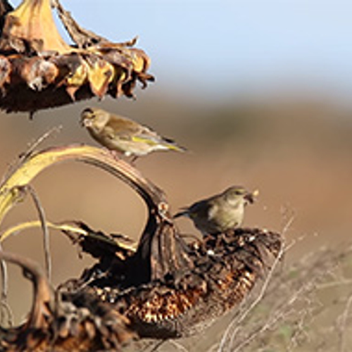 Groenlingen op zonnebloemen