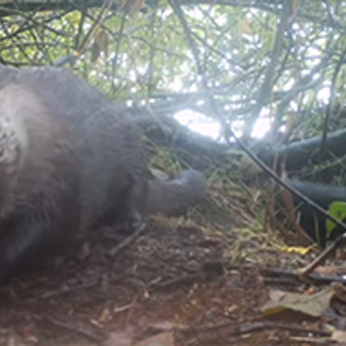 Otter eet een visje