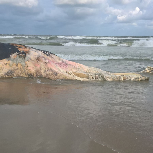 Vertraging bij verwijderen vinvis Texel maar nu wel gelukt