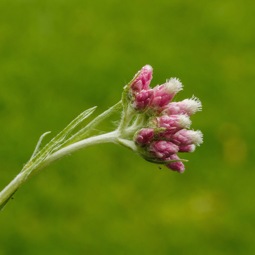Bidden voor het rozenkransje