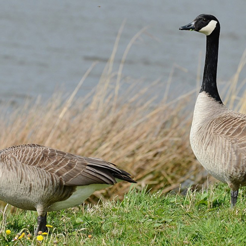 ‘Beschermde Canadese ganzen in Zuid-Holland vogelvrij’