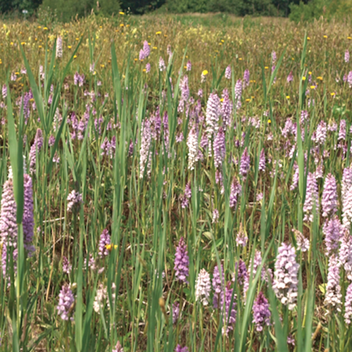 Natuurtransplantatie