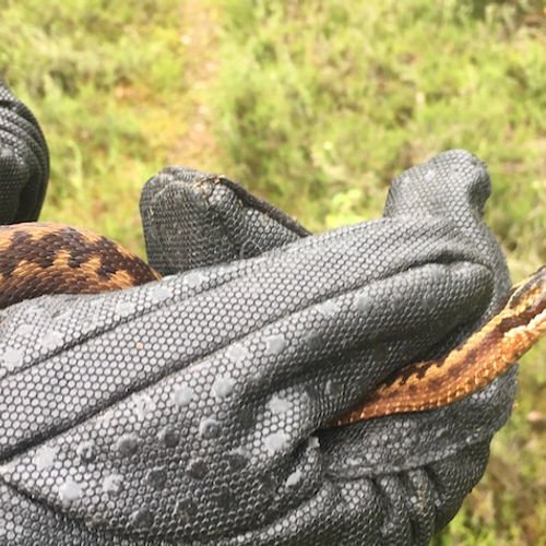 Slangenhemden gezocht